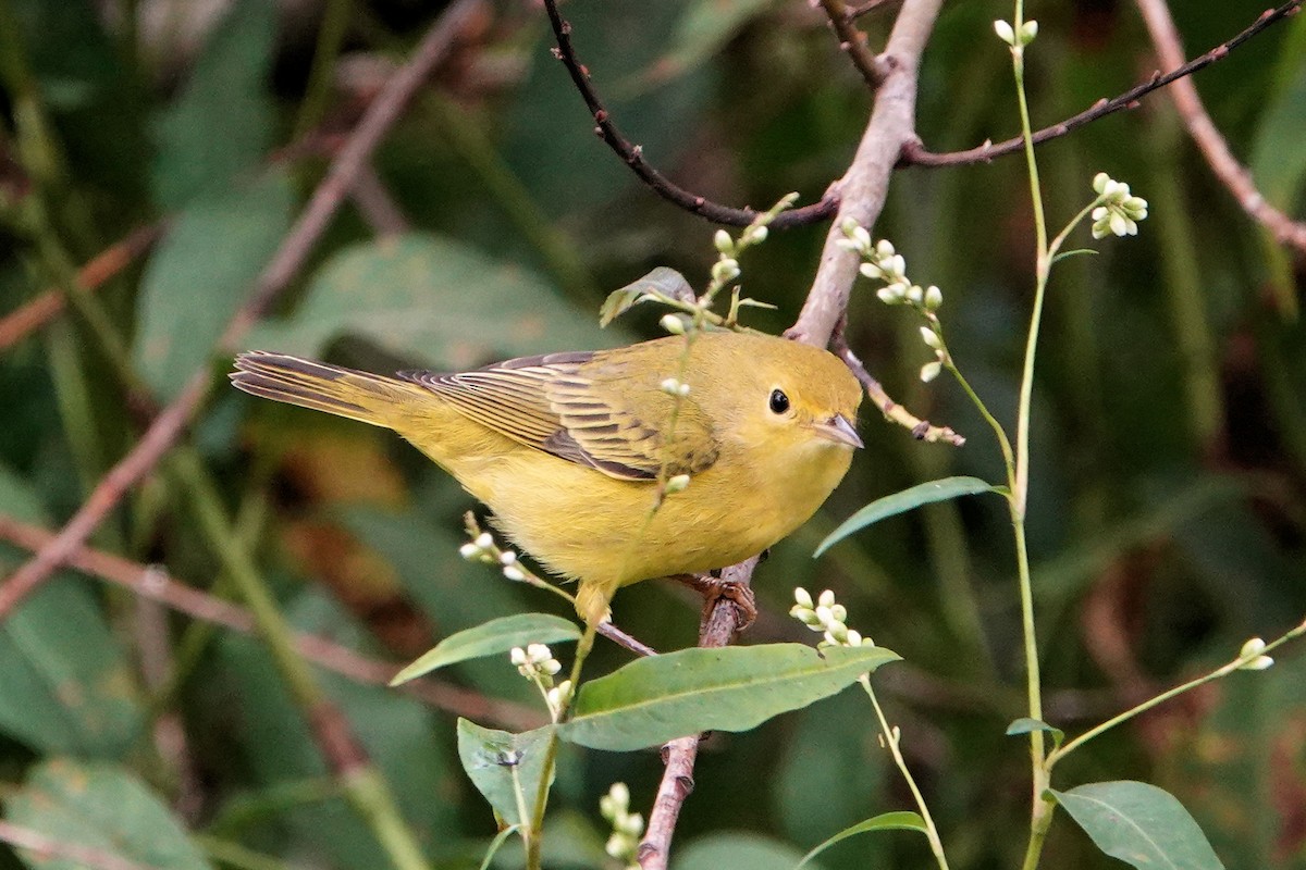 Yellow Warbler - ML623962695