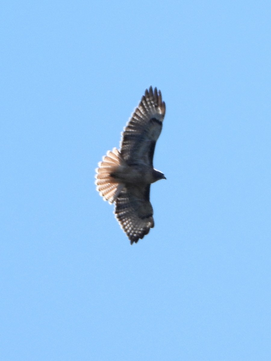 Red-tailed Hawk - ML623962696