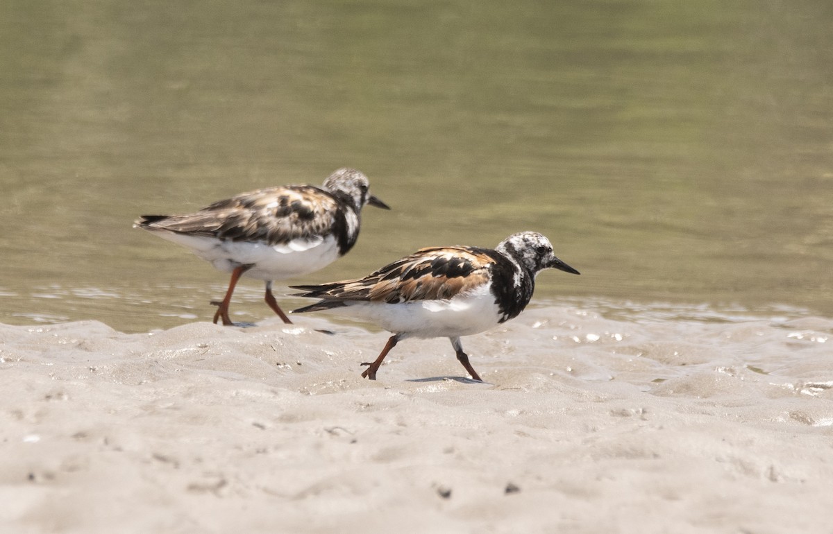 Ruddy Turnstone - ML623962698