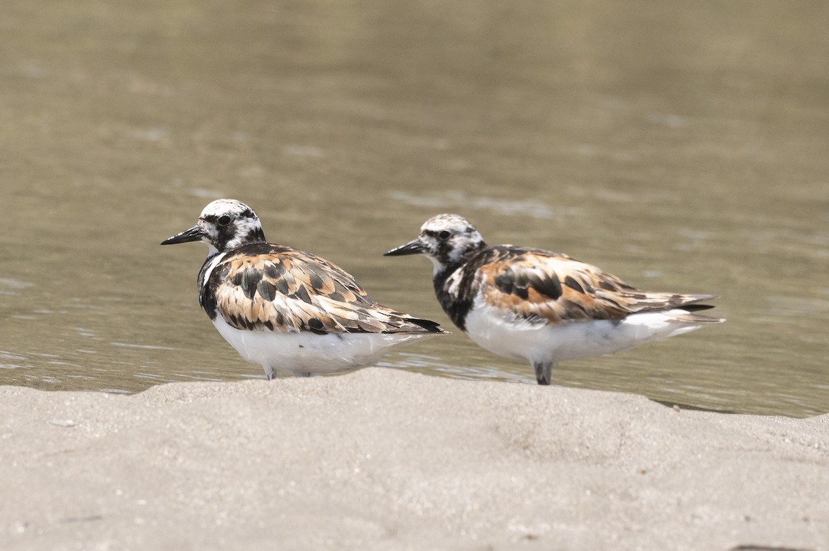 Ruddy Turnstone - ML623962699