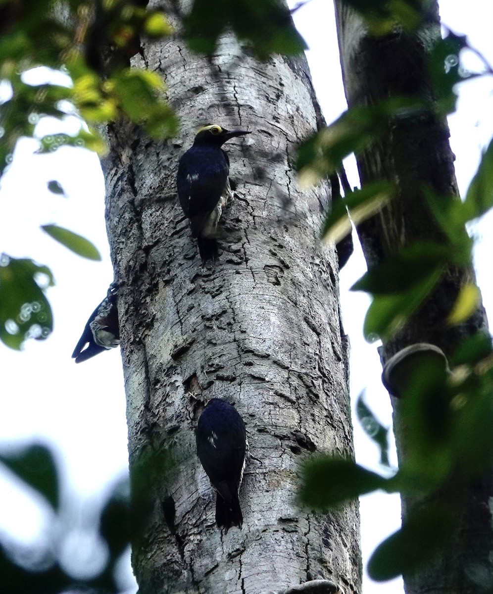 Yellow-tufted Woodpecker - ML623962705