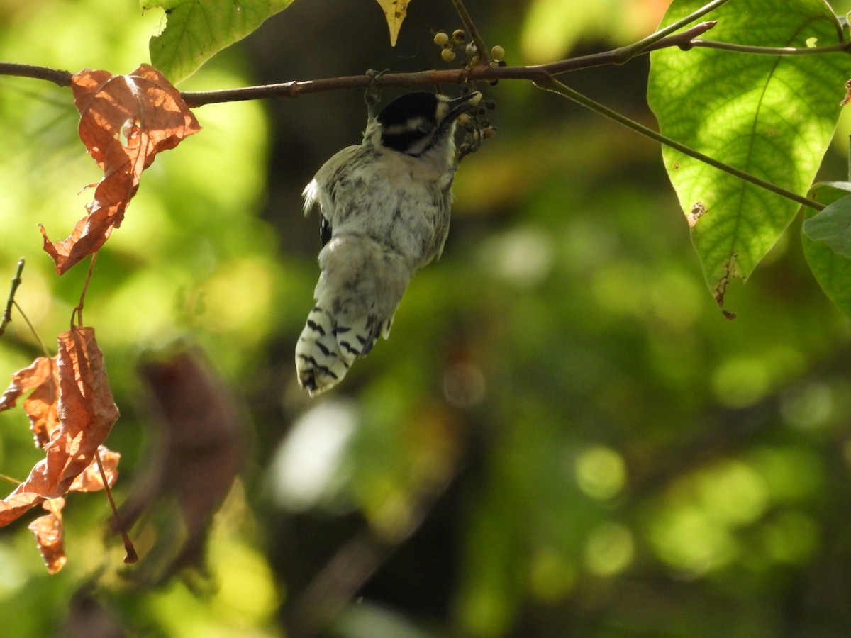 Downy Woodpecker - ML623962708