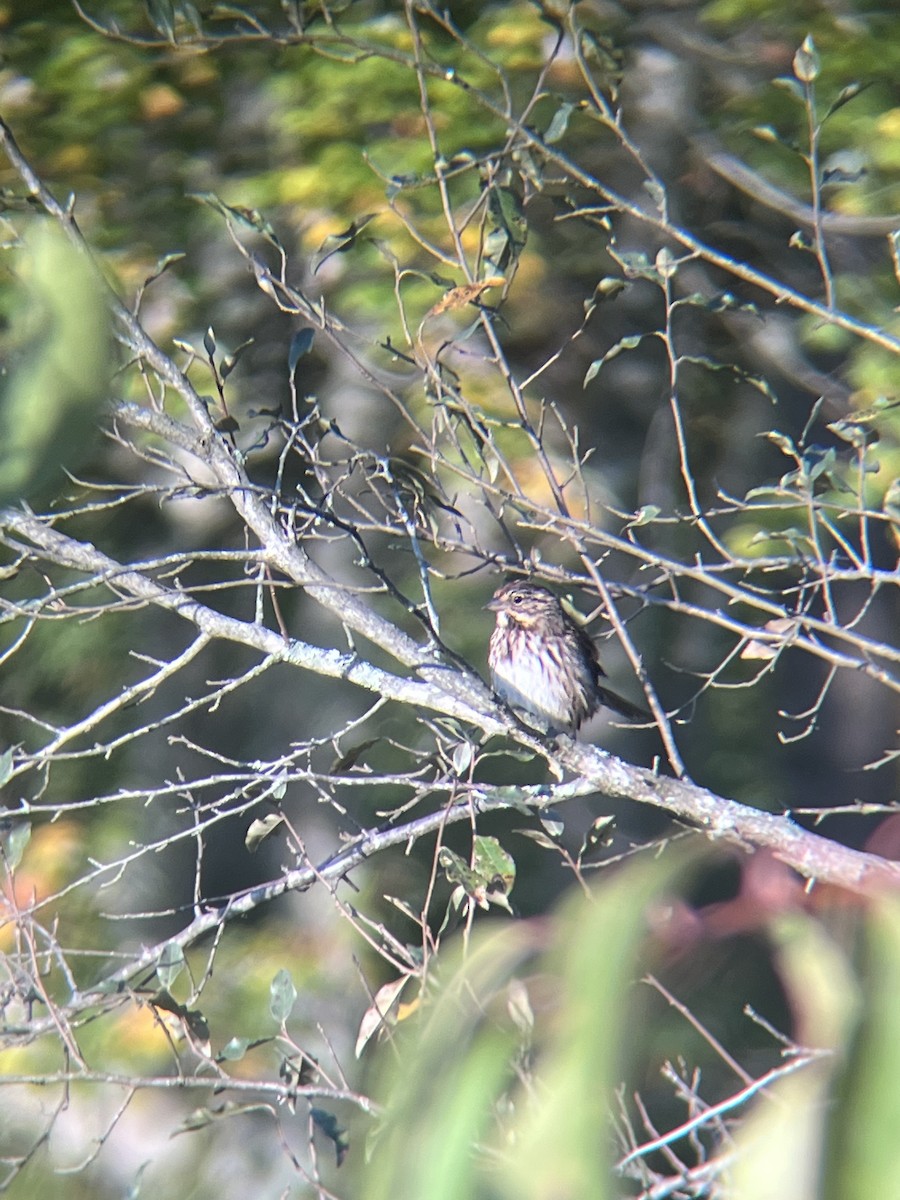 Song Sparrow - ML623962709