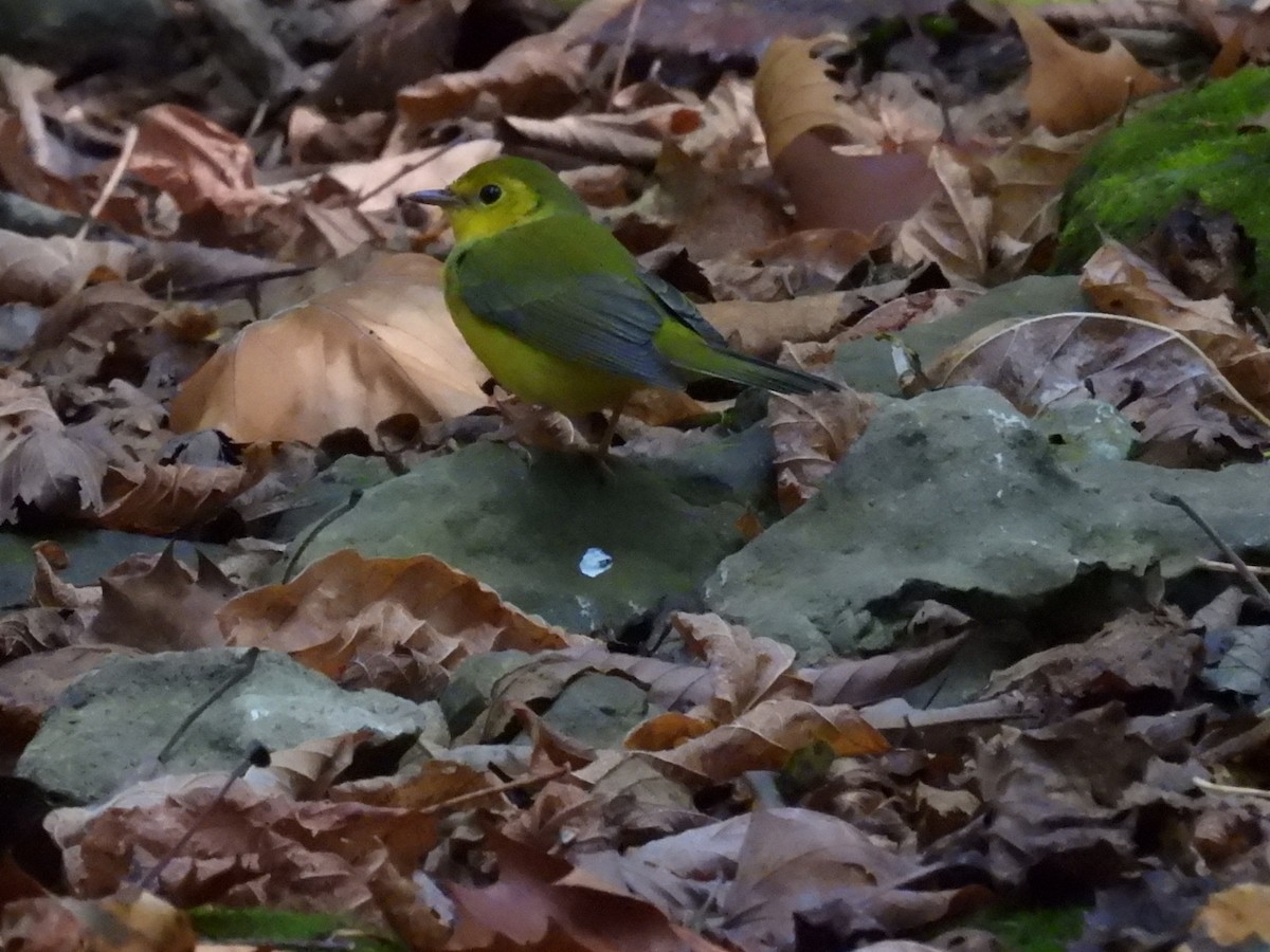 Hooded Warbler - ML623962731