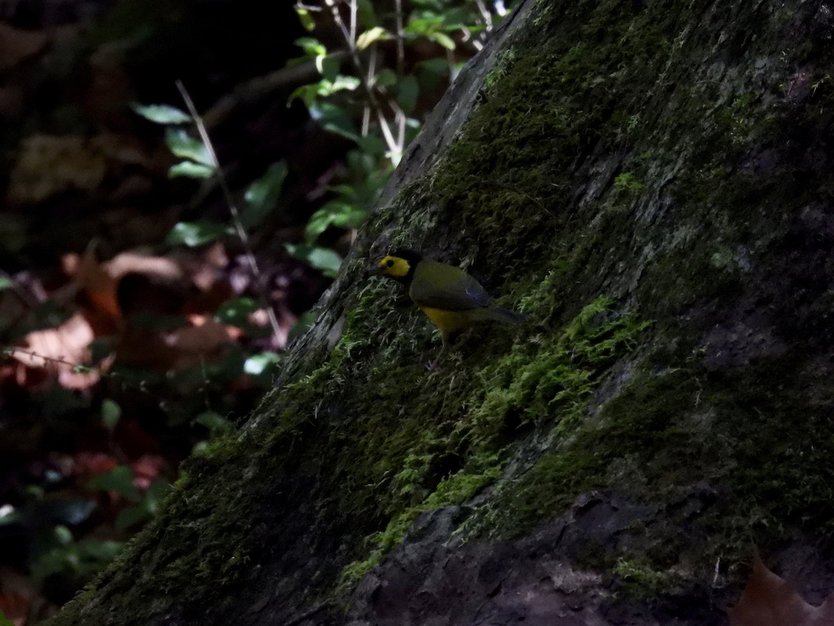 Hooded Warbler - Ronan O'Carra