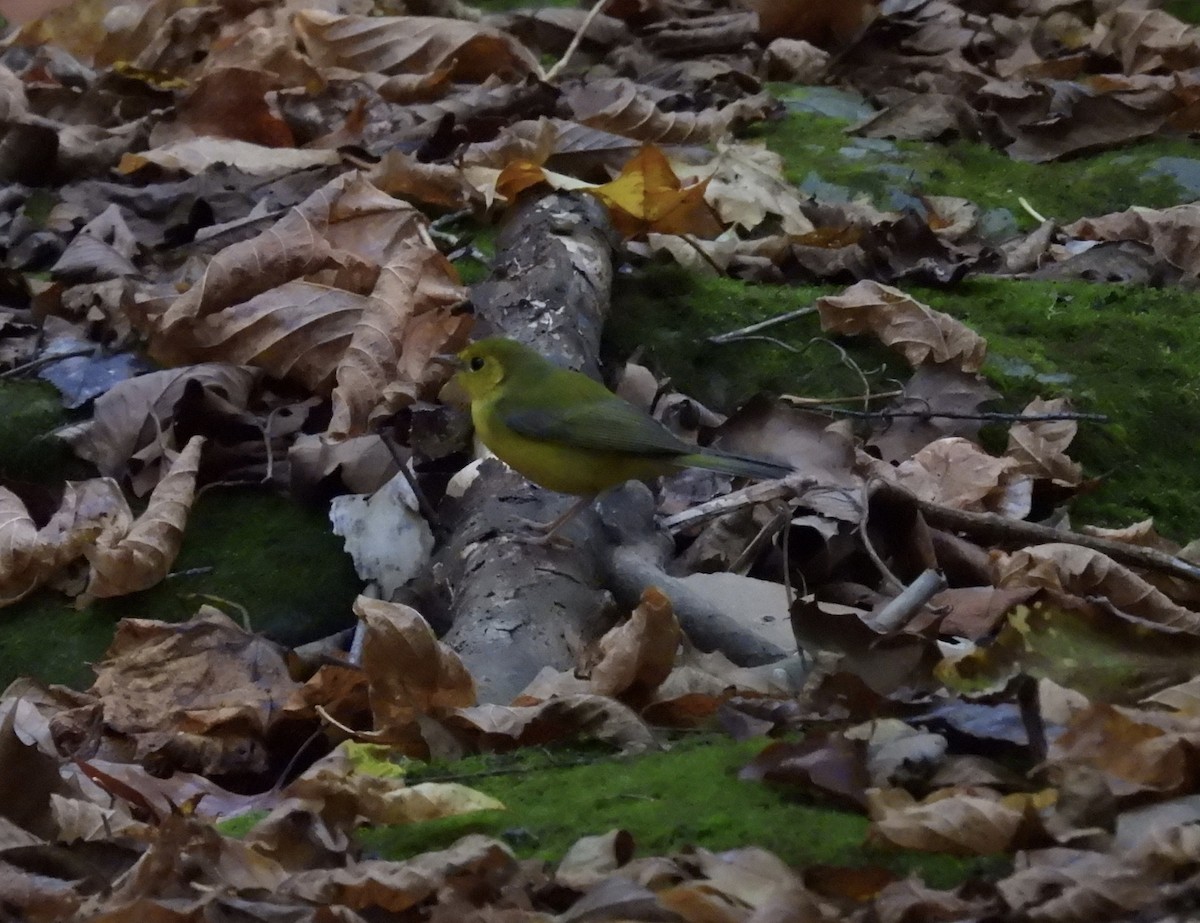 Hooded Warbler - ML623962735