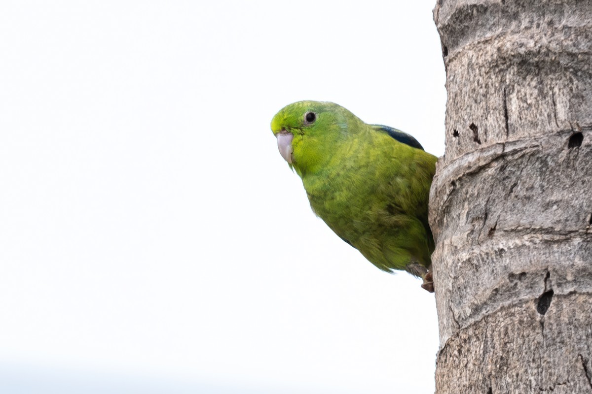 Riparian Parrotlet - John Sterling