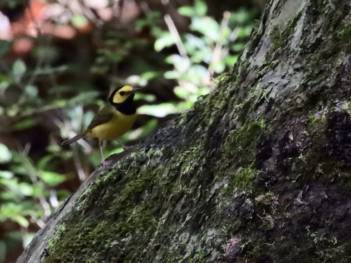 Hooded Warbler - ML623962739