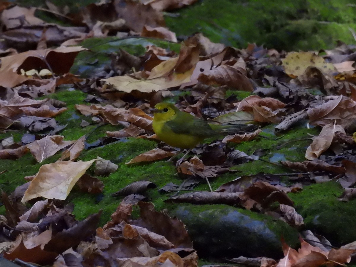 Hooded Warbler - ML623962740