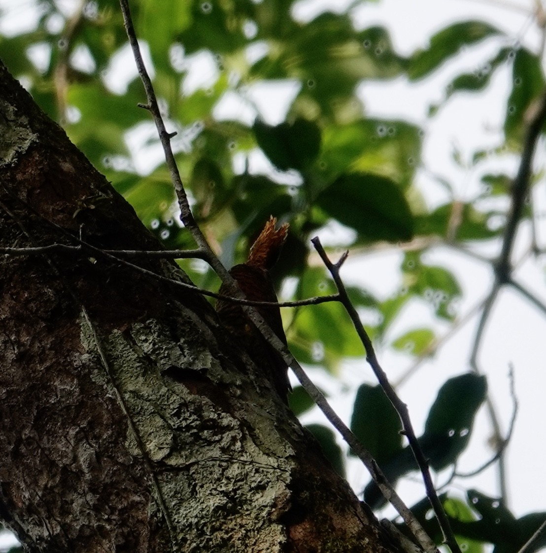 Waved Woodpecker (Waved) - ML623962756