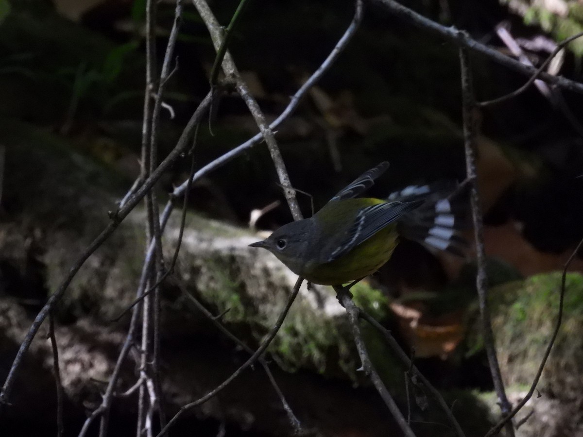 Magnolia Warbler - ML623962758