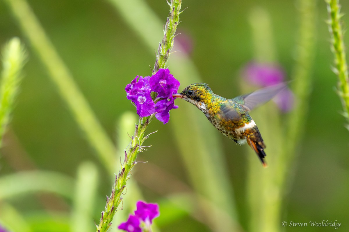 Black-crested Coquette - ML623962760