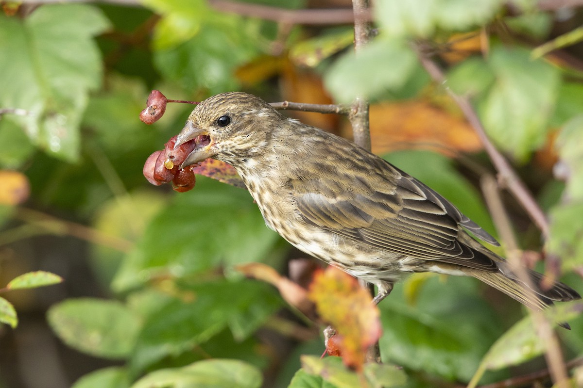 Purple Finch - ML623962769