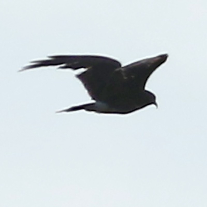 Snail Kite - J. Simón Tagtachian