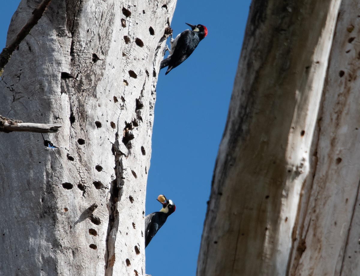 Acorn Woodpecker - ML623962786