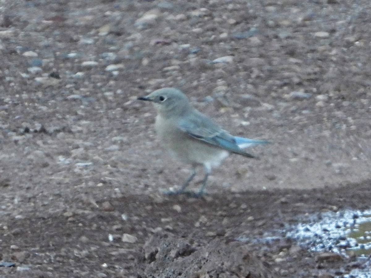 Mountain Bluebird - ML623962788