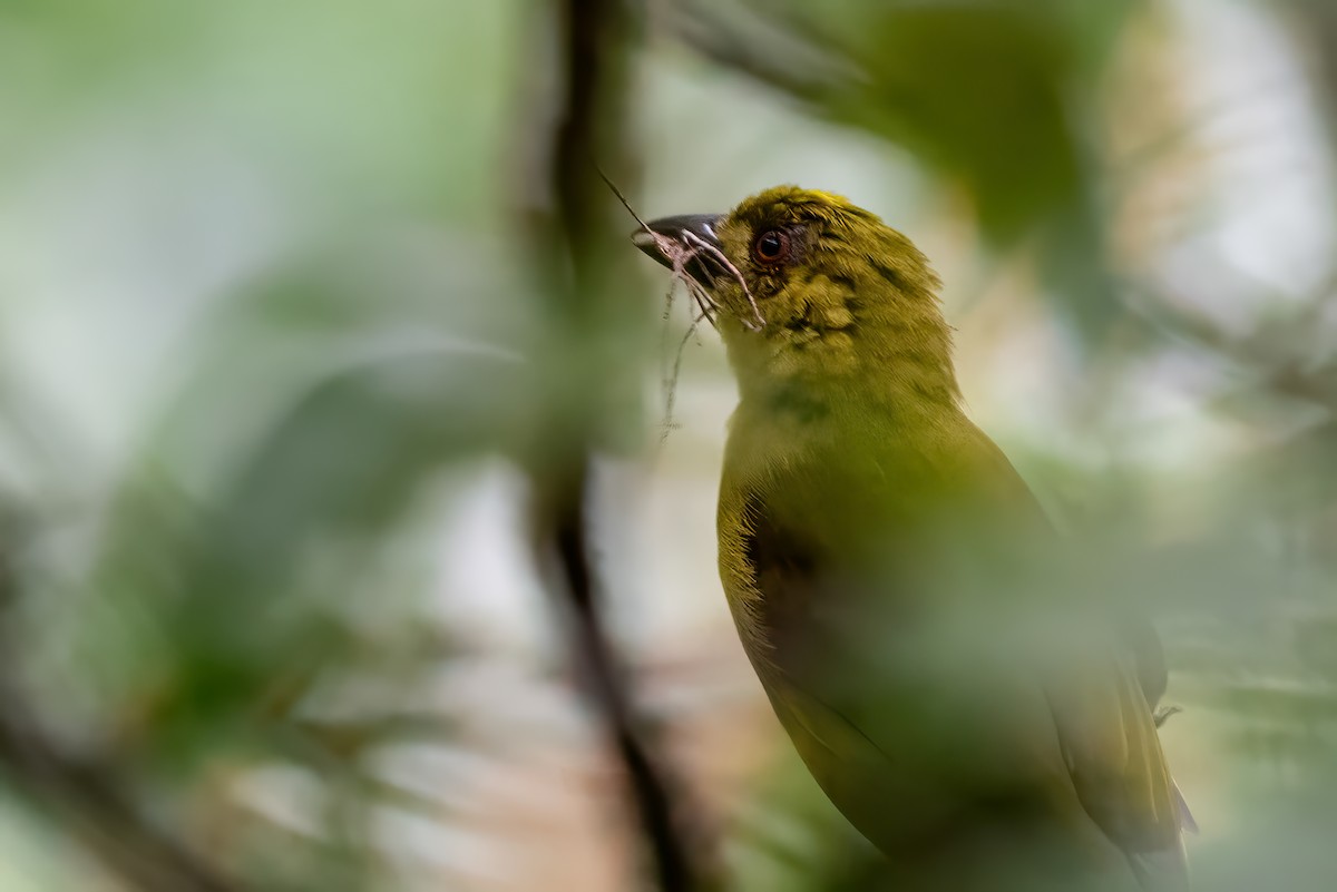 Yellow-lored Tanager - ML623962794