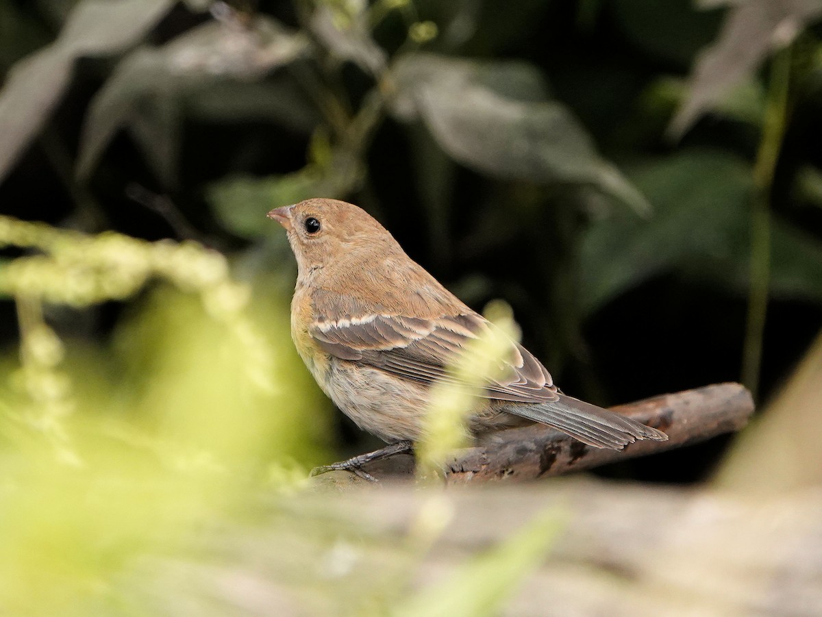 Lazuli Bunting - ML623962796