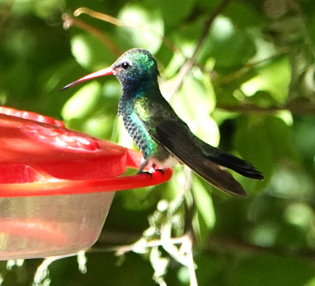 Geniş Gagalı Kolibri - ML623962808