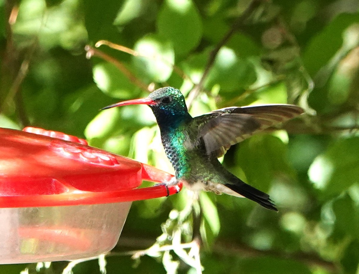 Broad-billed Hummingbird - Steve Mayo