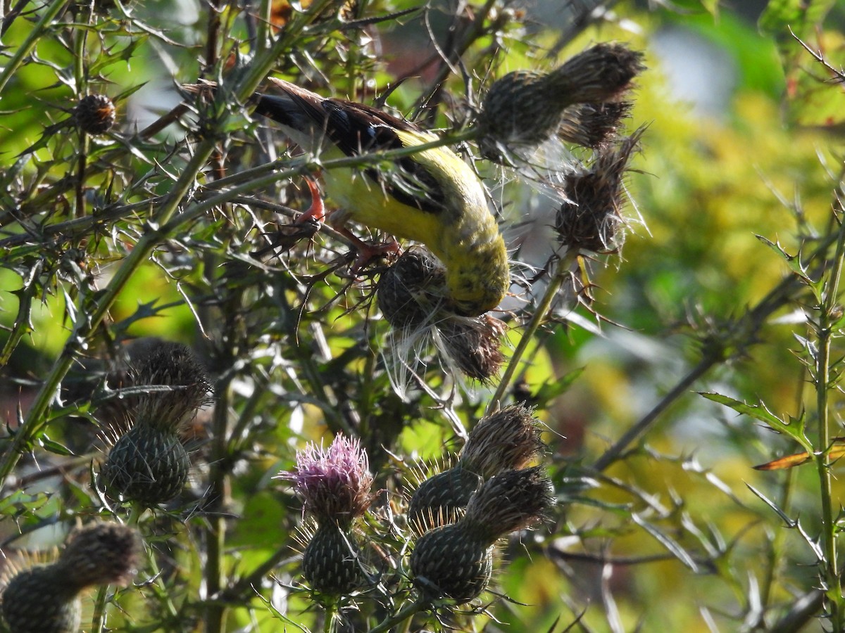 American Goldfinch - ML623962829