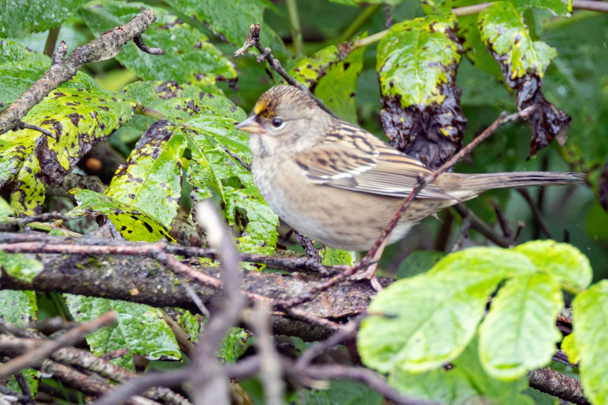 Golden-crowned Sparrow - ML623962830