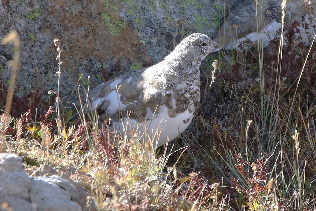 White-tailed Ptarmigan - ML623962856