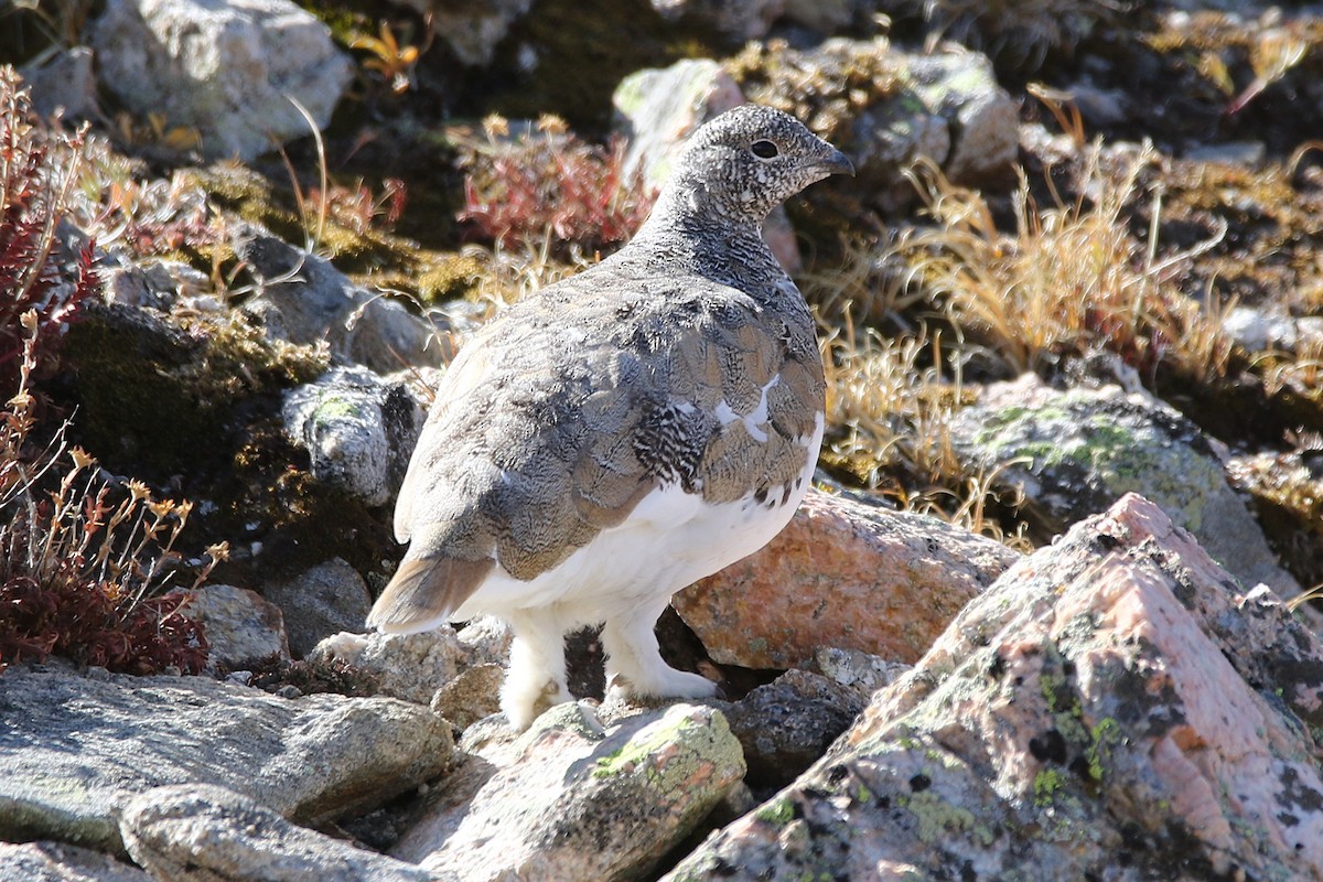 White-tailed Ptarmigan - ML623962857