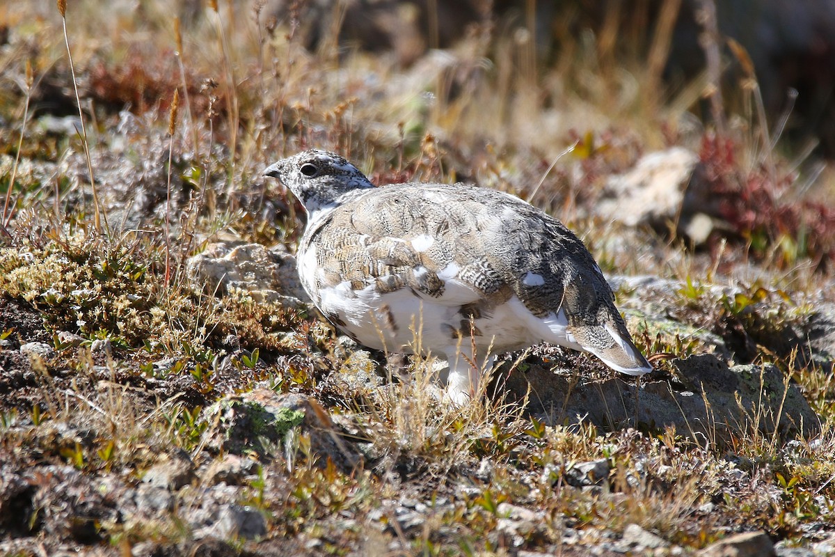 オジロライチョウ - ML623962858