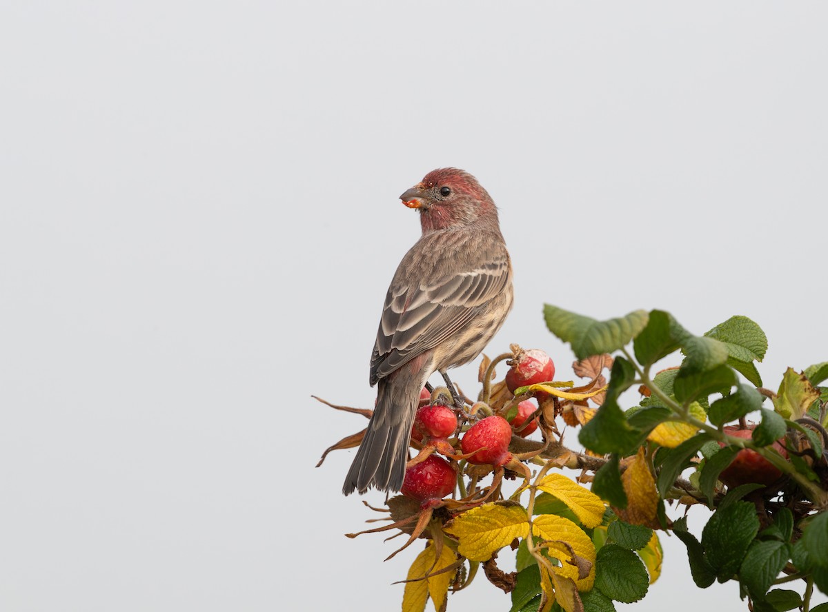 House Finch - ML623962859