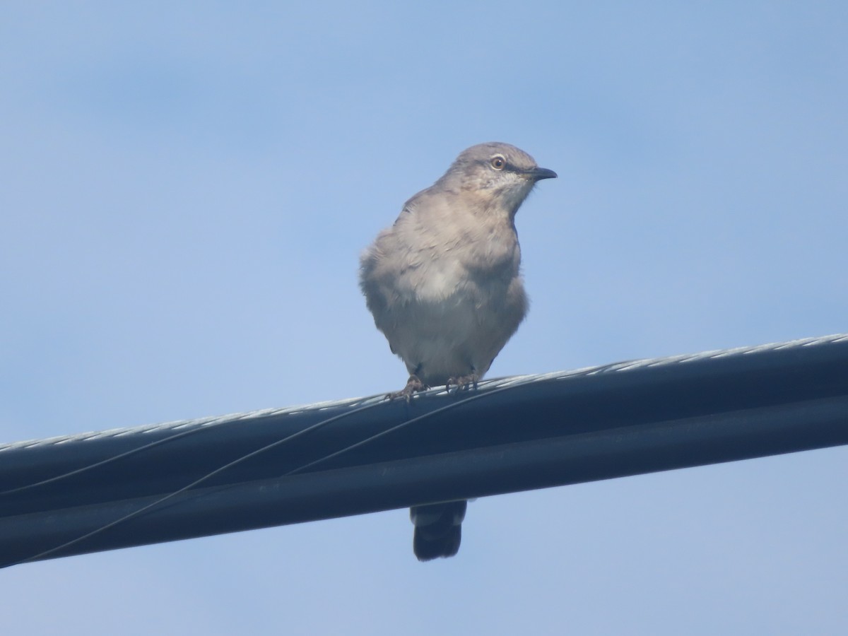 Northern Mockingbird - Serge Benoit