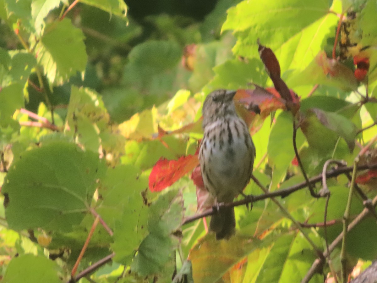 Song Sparrow - ML623962884