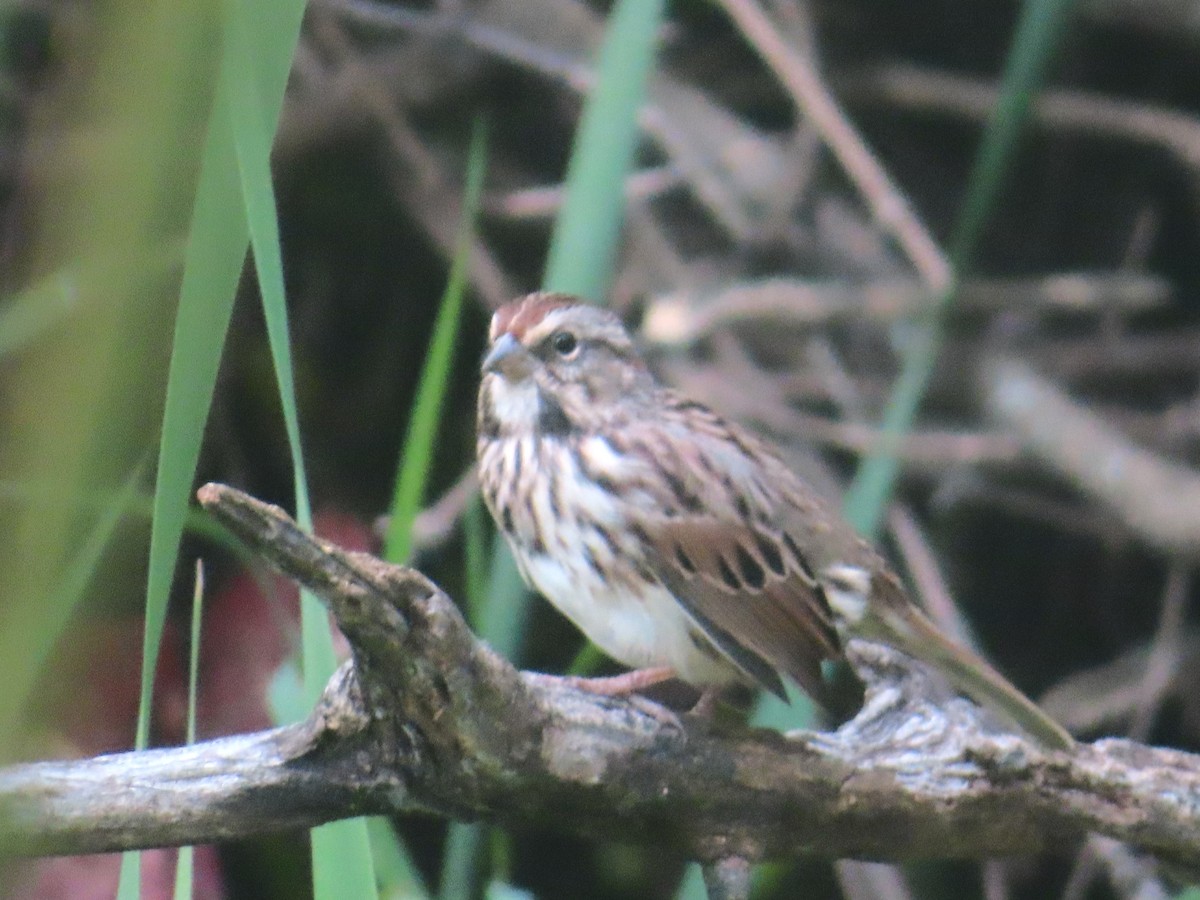 Song Sparrow - ML623962885