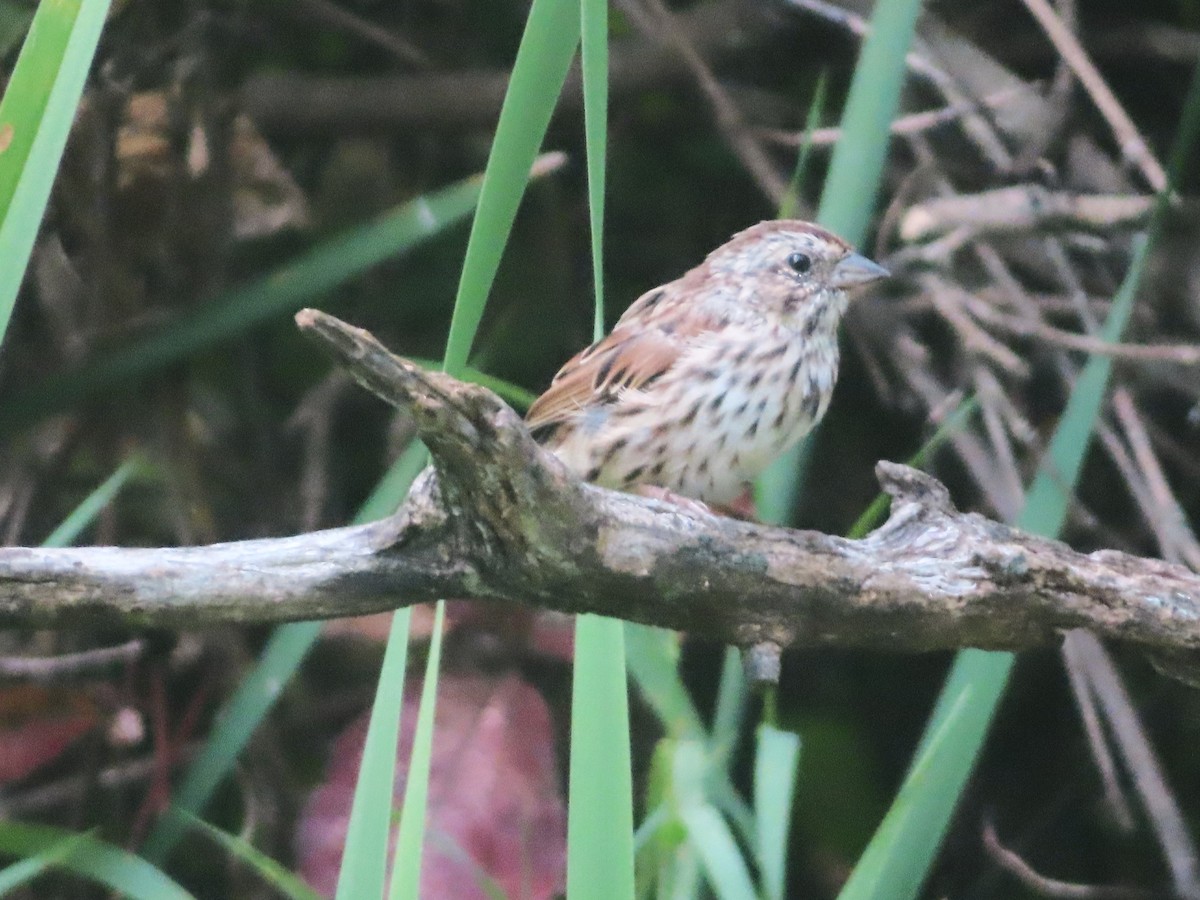 Song Sparrow - ML623962886