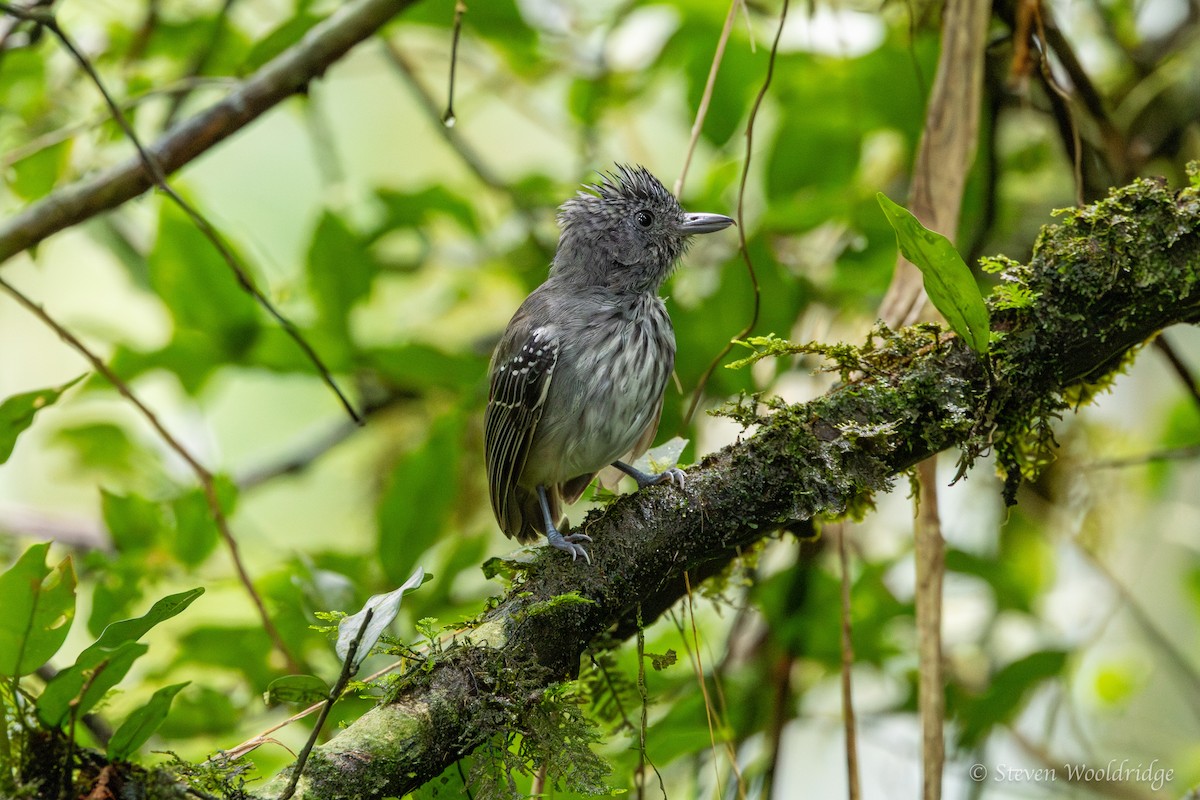 Streak-crowned Antvireo - ML623962888