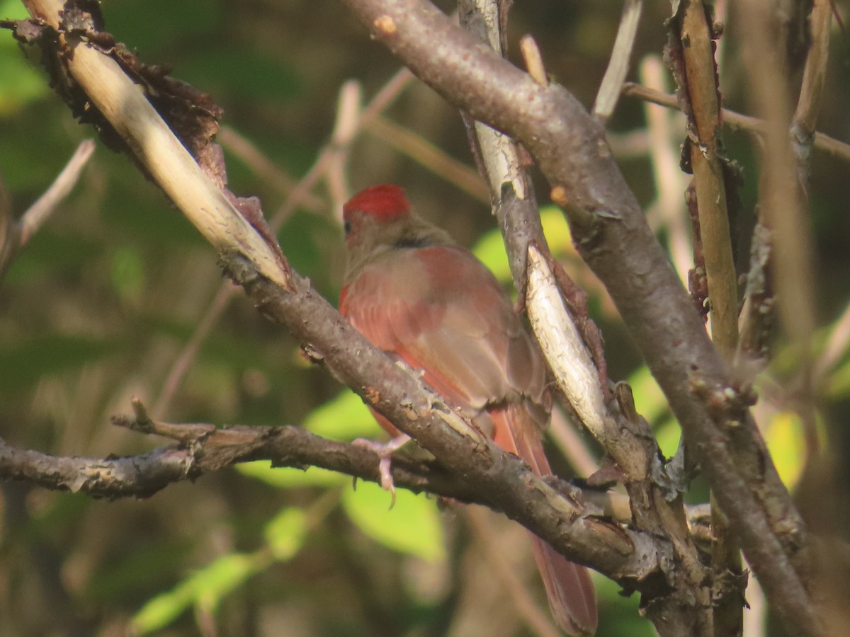 Northern Cardinal - ML623962890