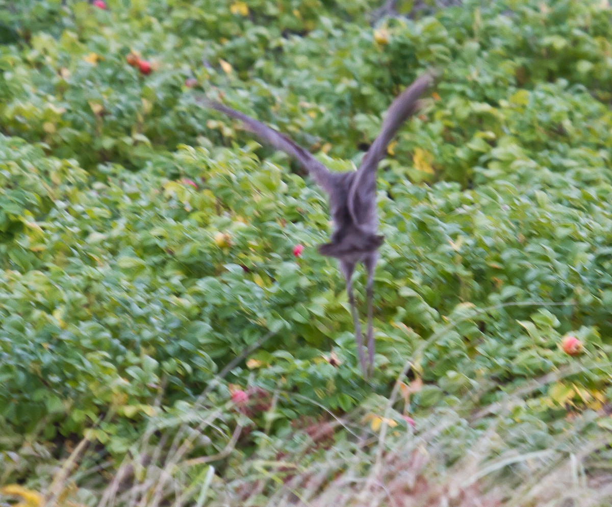 Clapper Rail (Atlantic Coast) - ML623962901