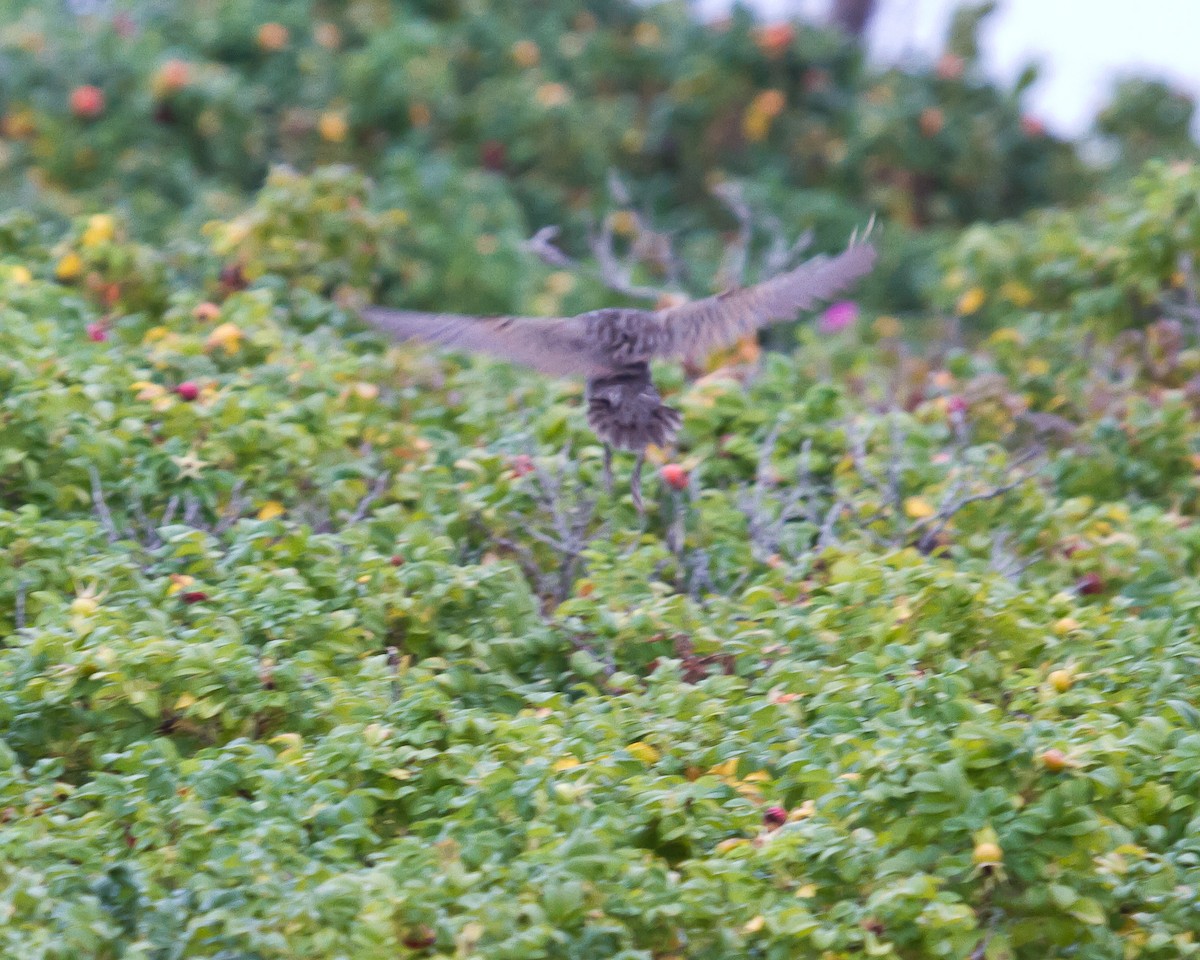 Clapper Rail (Atlantic Coast) - ML623962904