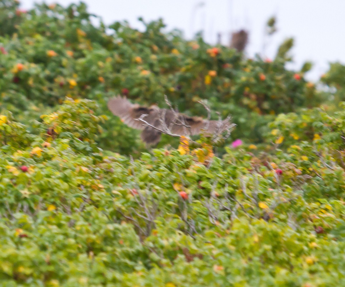 Clapper Rail (Atlantic Coast) - ML623962905