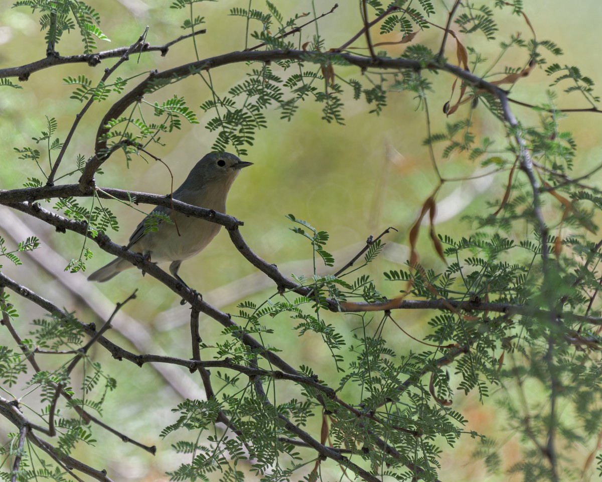 Bell's Vireo - ML623962911