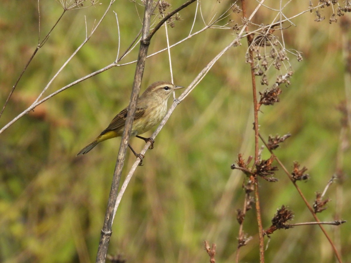 Palm Warbler - ML623962912