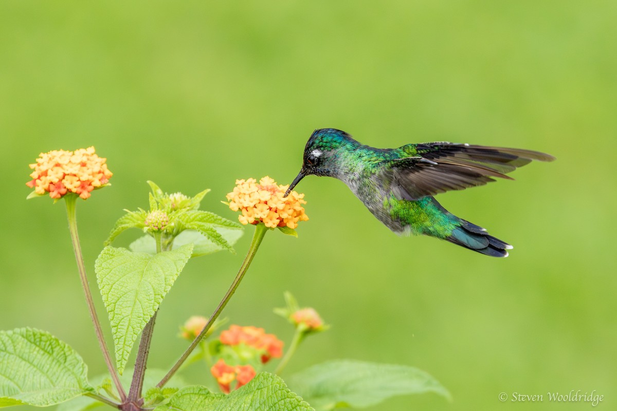 Colibrí Cabeciazul - ML623962913