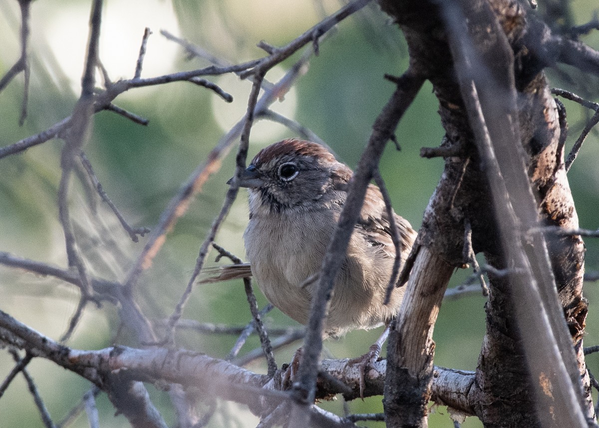 Rufous-crowned Sparrow - ML623962922