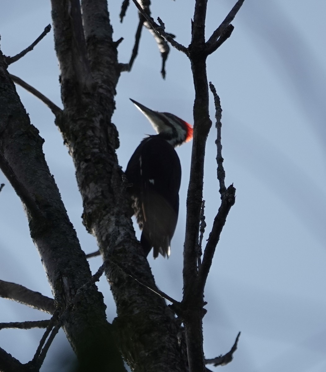 Pileated Woodpecker - ML623962939