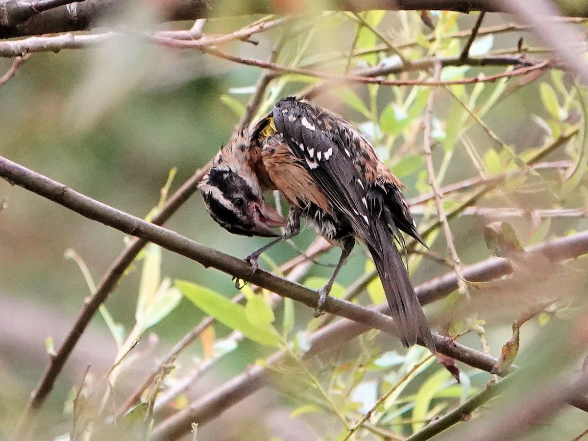 Black-headed Grosbeak - ML623962943