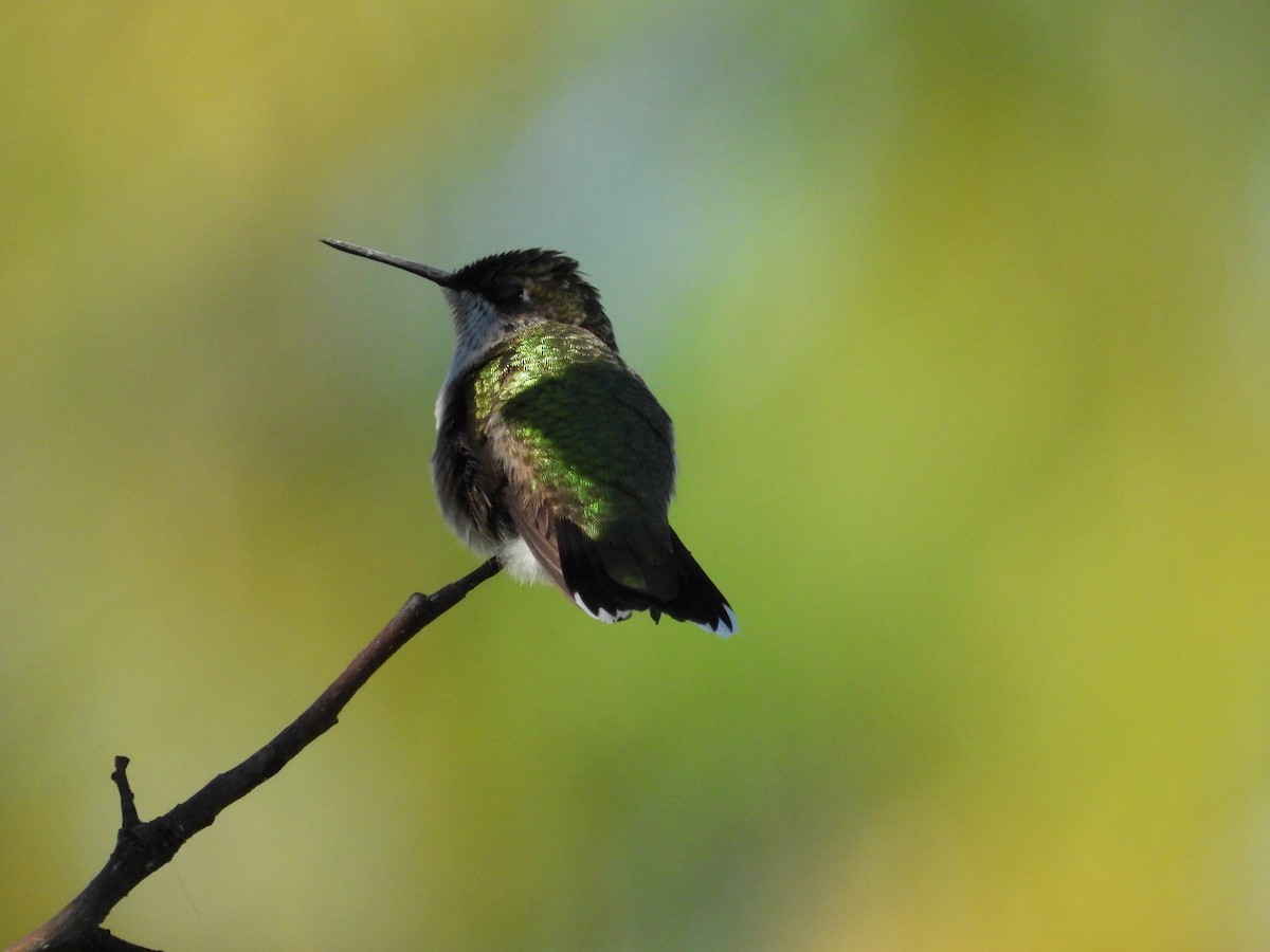 Ruby-throated Hummingbird - ML623962946