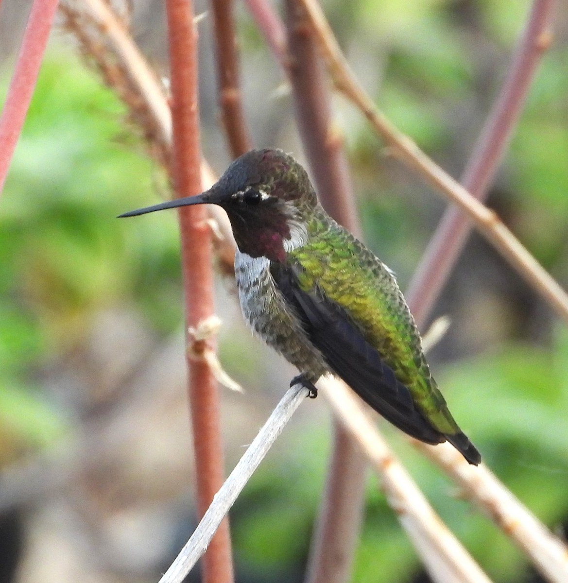 Anna's Hummingbird - ML623962947
