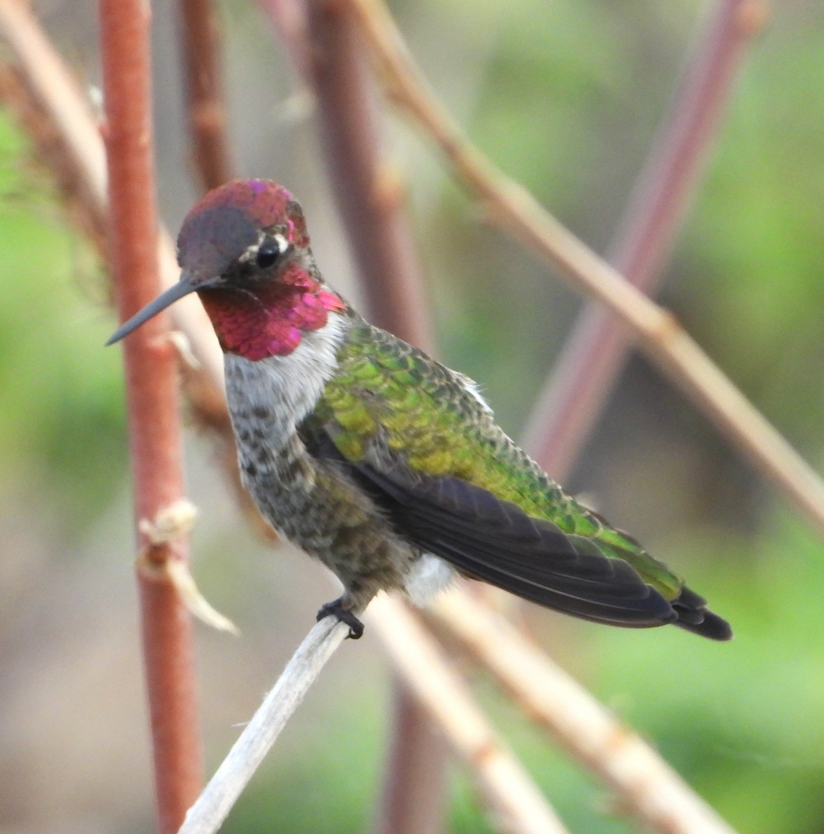 Anna's Hummingbird - ML623962948