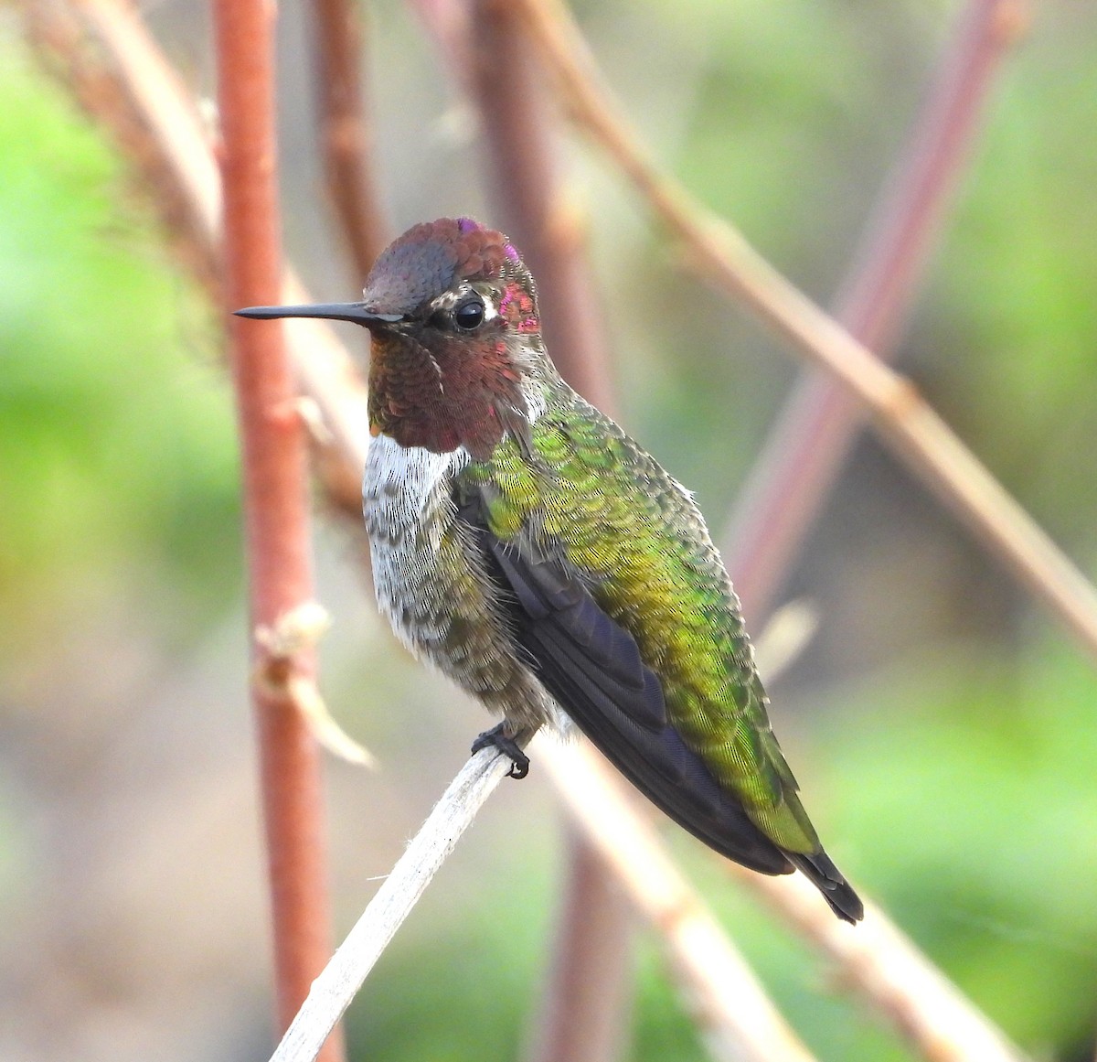 Anna's Hummingbird - ML623962949