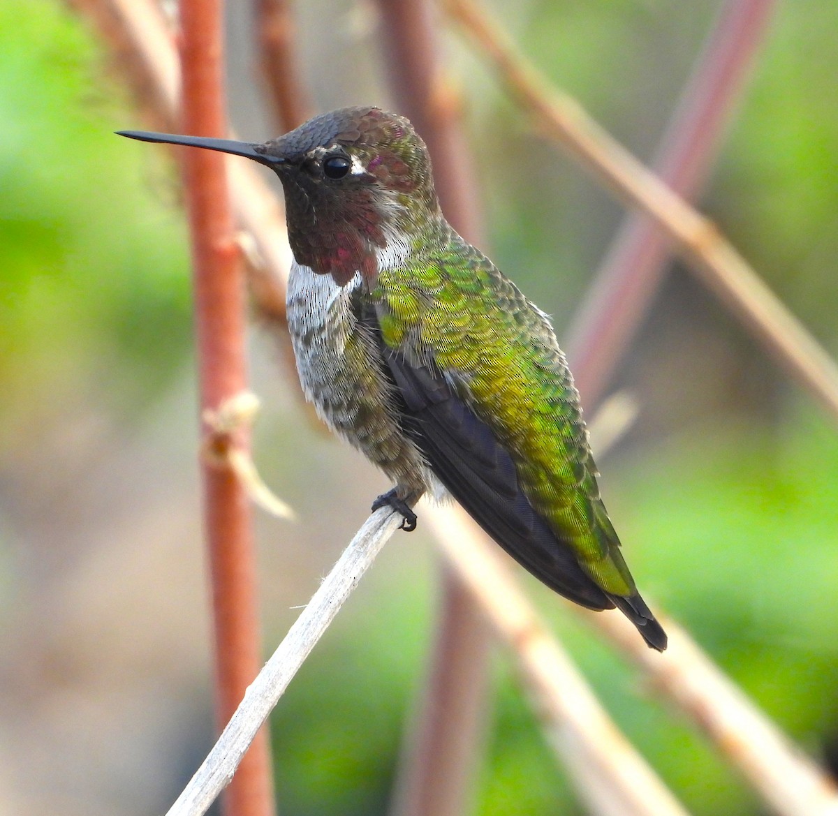 Anna's Hummingbird - ML623962951
